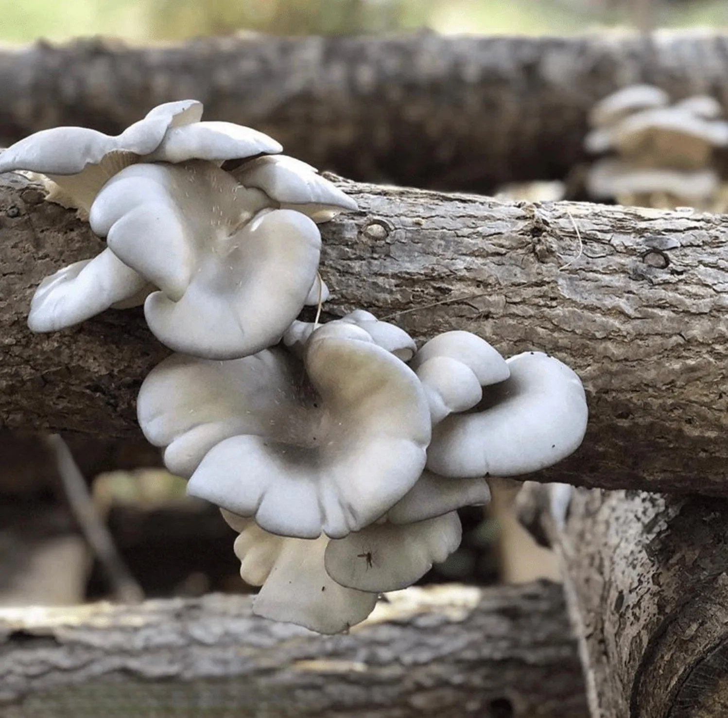 Organic Blue Oyster Mushroom Outdoor Log Growing Kit